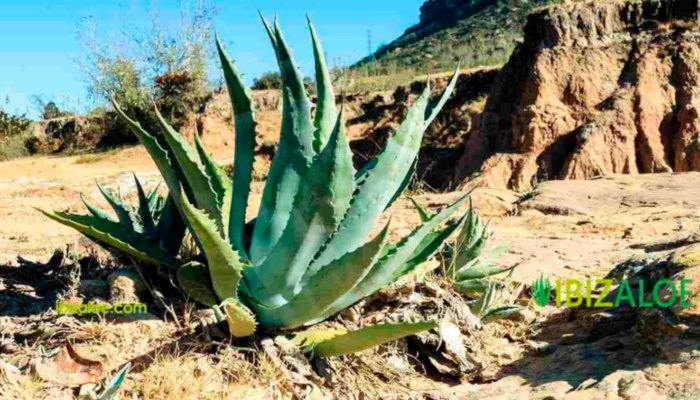 Cada cuanto hay que regar una planta de aloe vera
