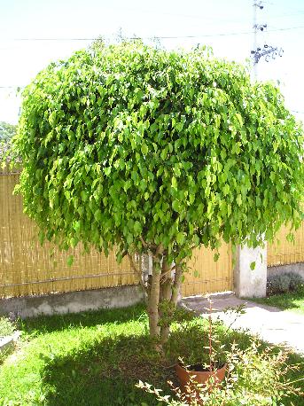 Ficus benjamina en sevilla