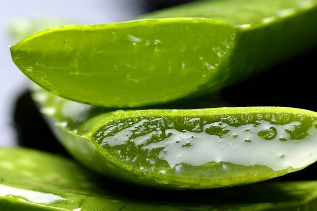 Aloe vera propiedades adelgazantes