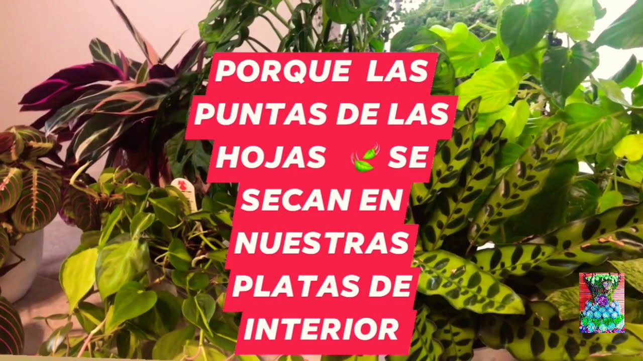 Secar hojas de espatifilo rojo