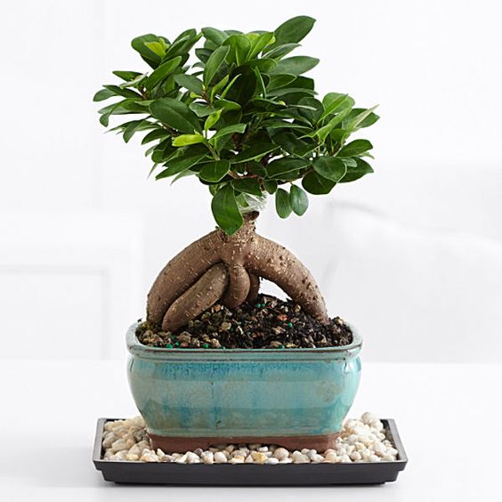 Ficus benjamina con puntas blancas