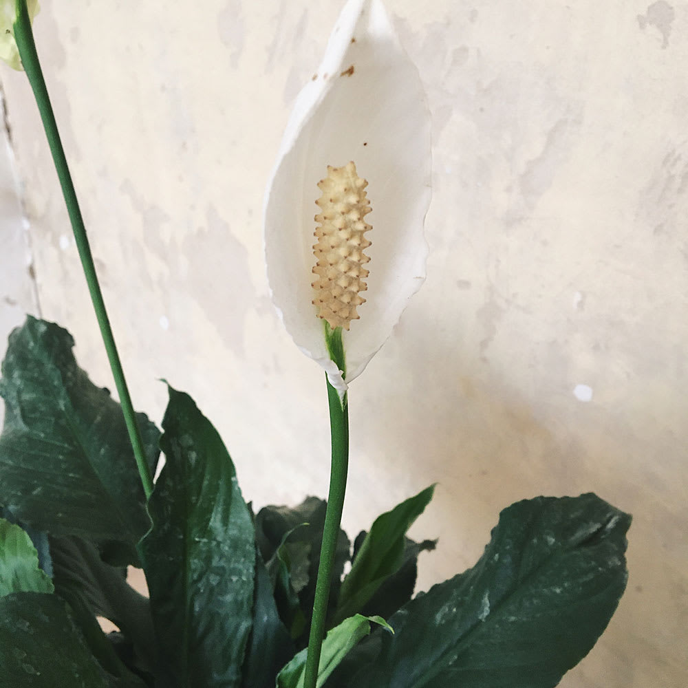 Espatifilo lirio de la paz spathiphyllum