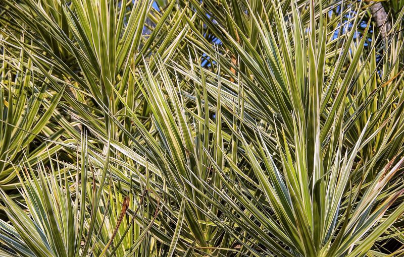 Como podar una dracena de hoja fina