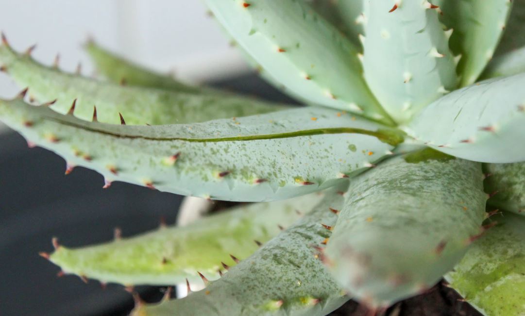 Como cortar aloe vera sin dañar la planta