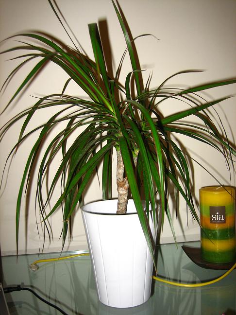 Cuando trasplantar la dracena marginata