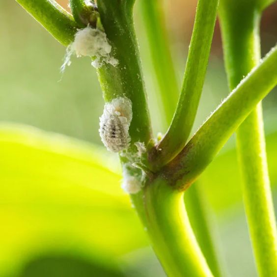 Bichos en dracena