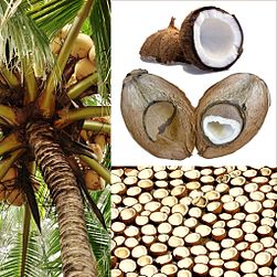 Arbol cocotero caracteristicas