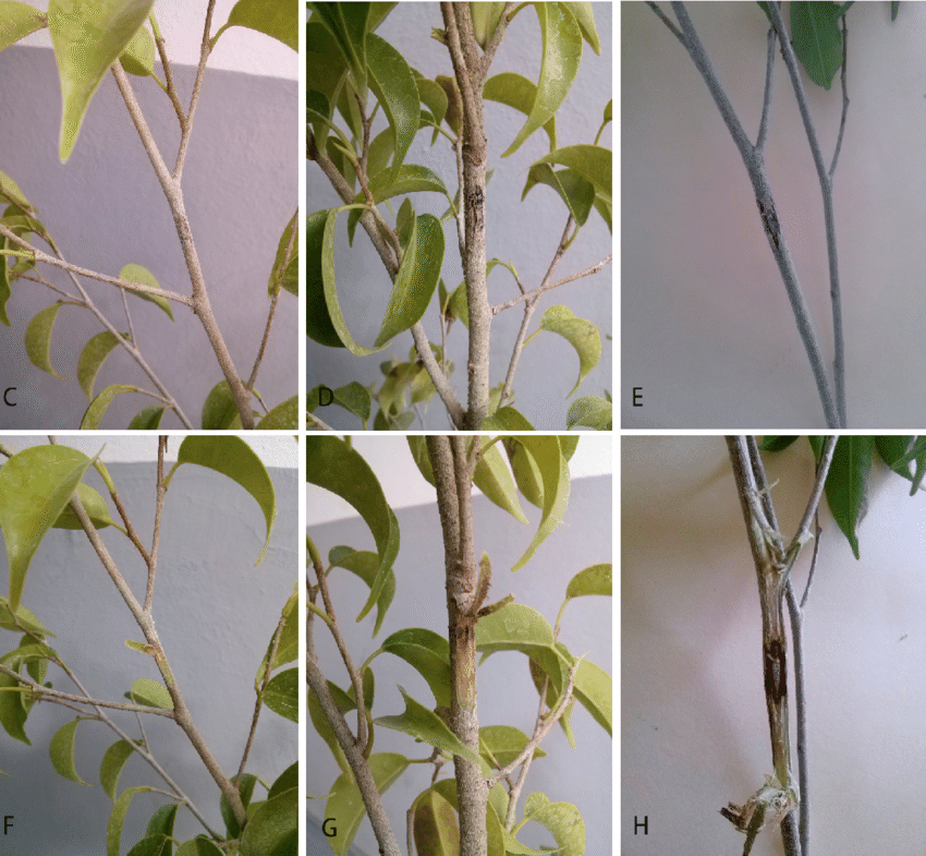 Ficus benjamina helado