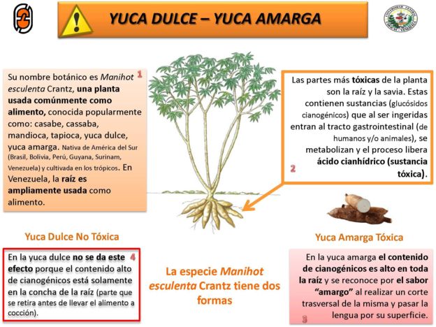 La yuca es toxica para los gatos