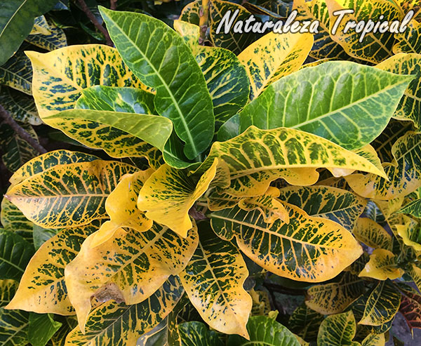 Cultivo del croton