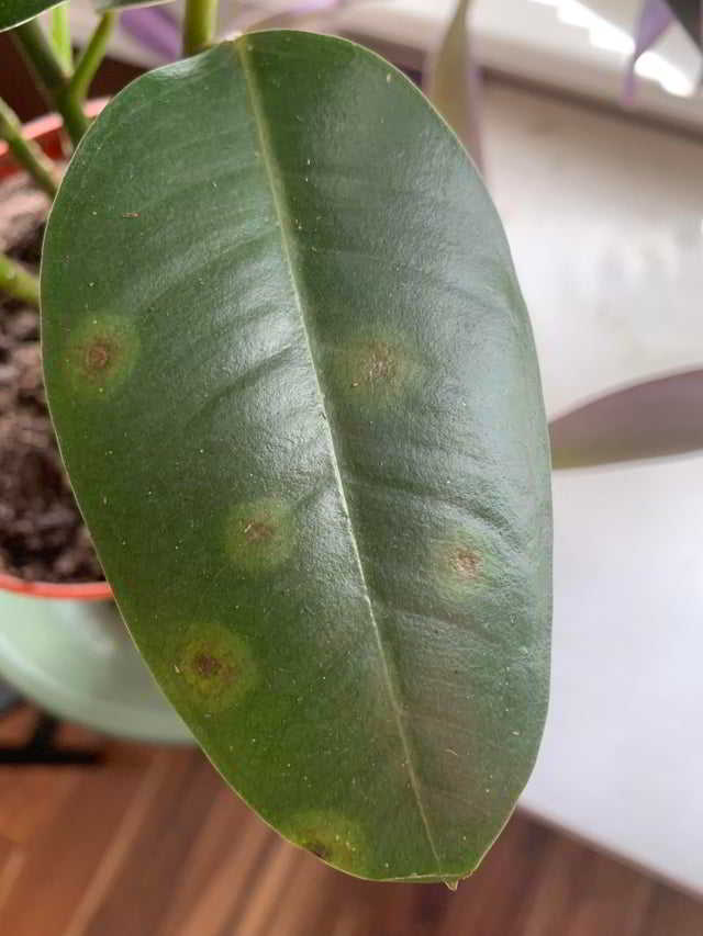 Ficus benjamina en un hall semi sombra