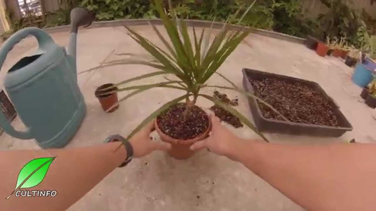 Cuando transplantar dracena marginata