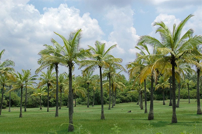 Precio de palmera cocotero