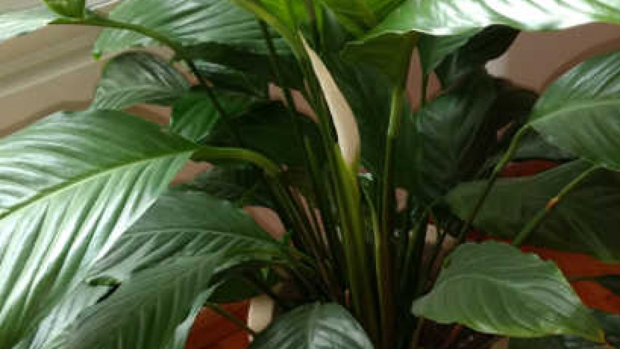 Plantar espatifilo en agua