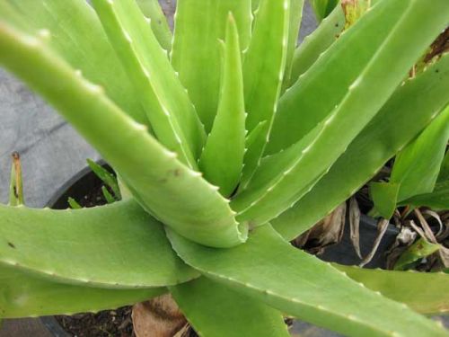 Vitaminas y minerales del aloe vera