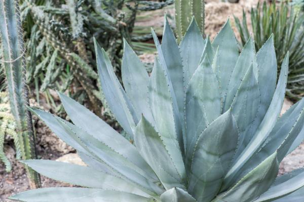 Planta parecida al aloe vera