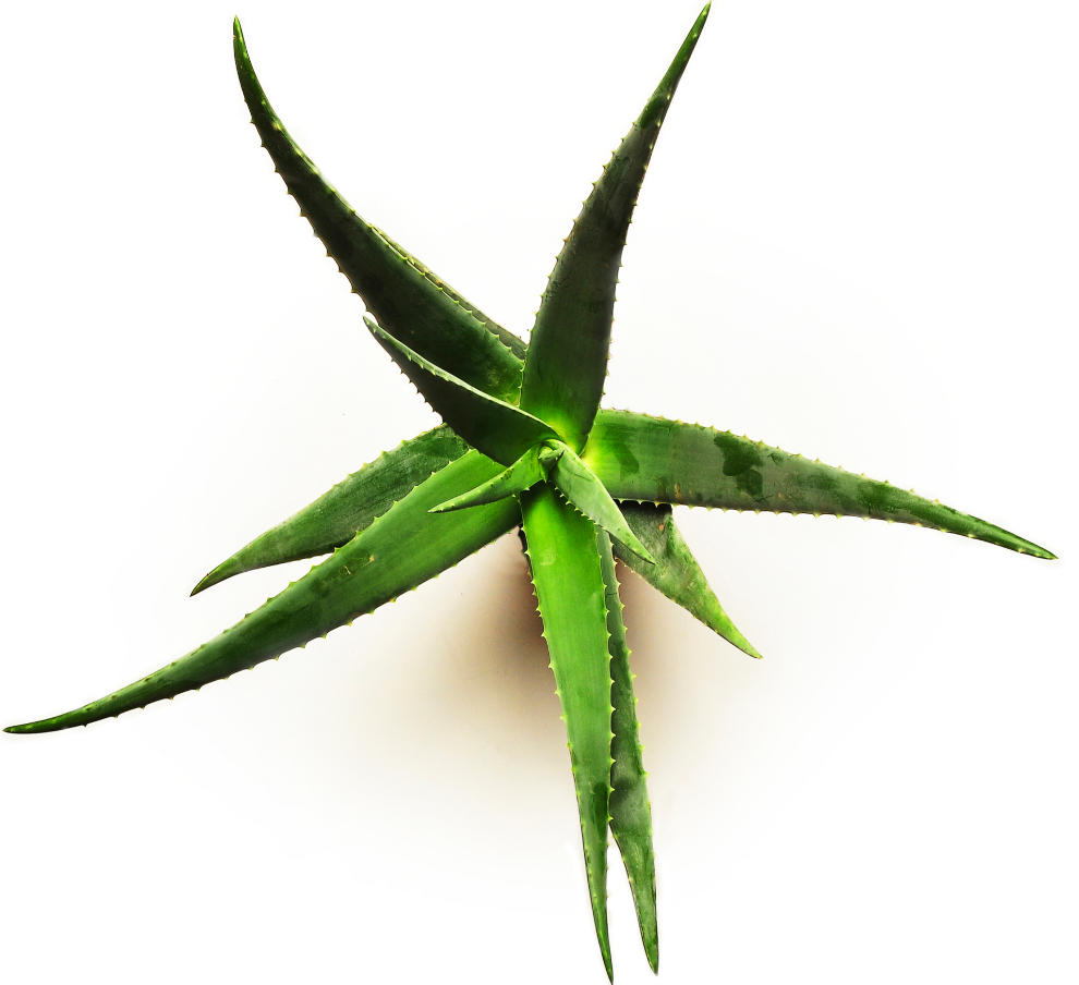 Es malo tomar aloe vera todos los dias