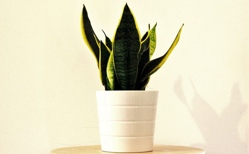 La planta sanseviera da buena suerte