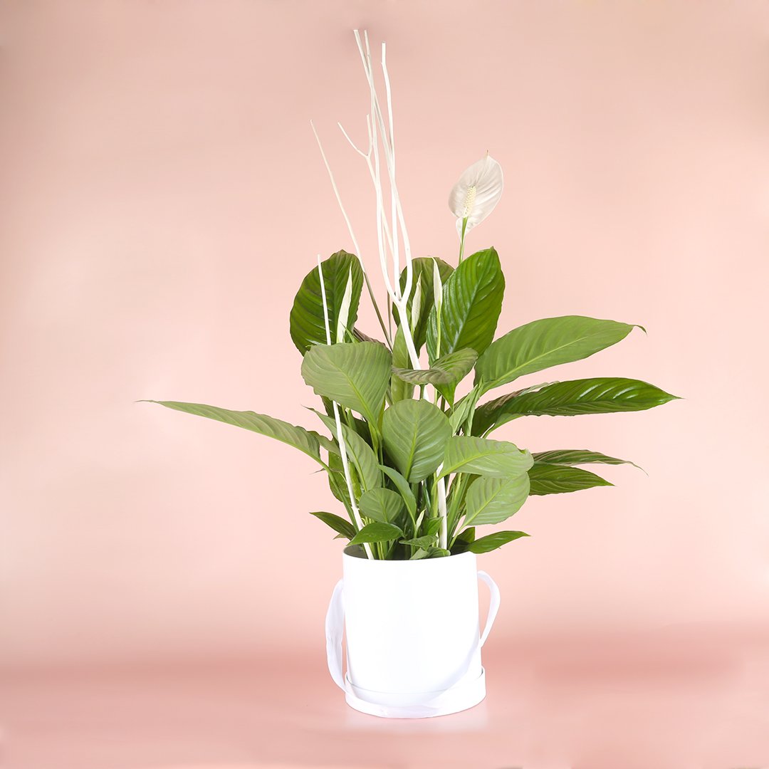 Espatifilo que no abre la flor