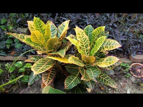 Croton excelente comprar