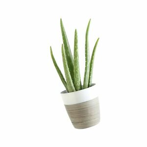 Aloe vera de interior