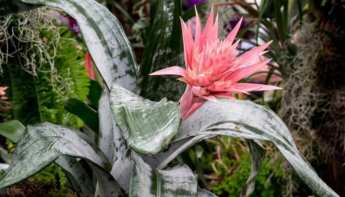 Caracteristicas de la bromelia
