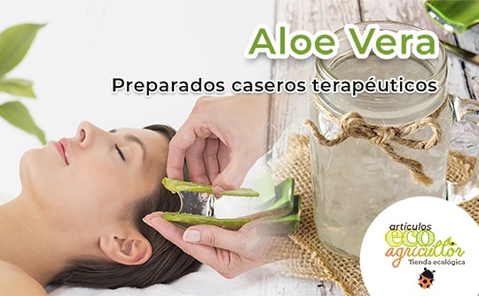 Como cortar aloe vera para usar