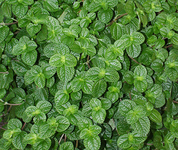 Planta pilea peperomia cuidados