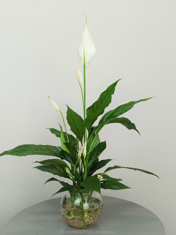 Plantas con flor espatifilo