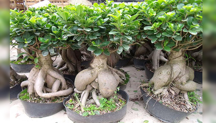 Ficus benjamina procedencia