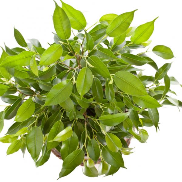 Ficus benjamina sustrato