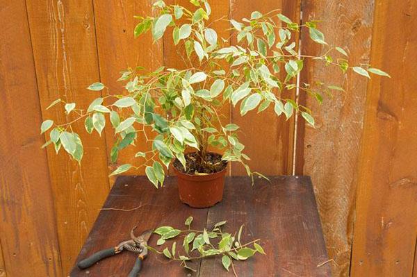 Ficus benjamina tronco marrón