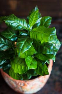 Canela canaria peperomia inaequalifolia como cuidar la planta
