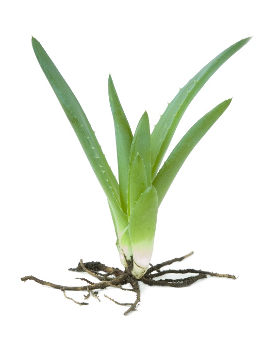 Como es la raiz del aloe vera