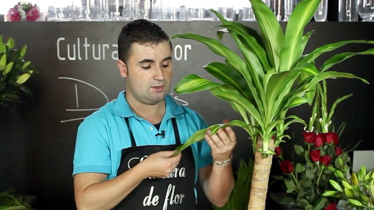 Dracena marginata que tarda la repodrucion al podarla