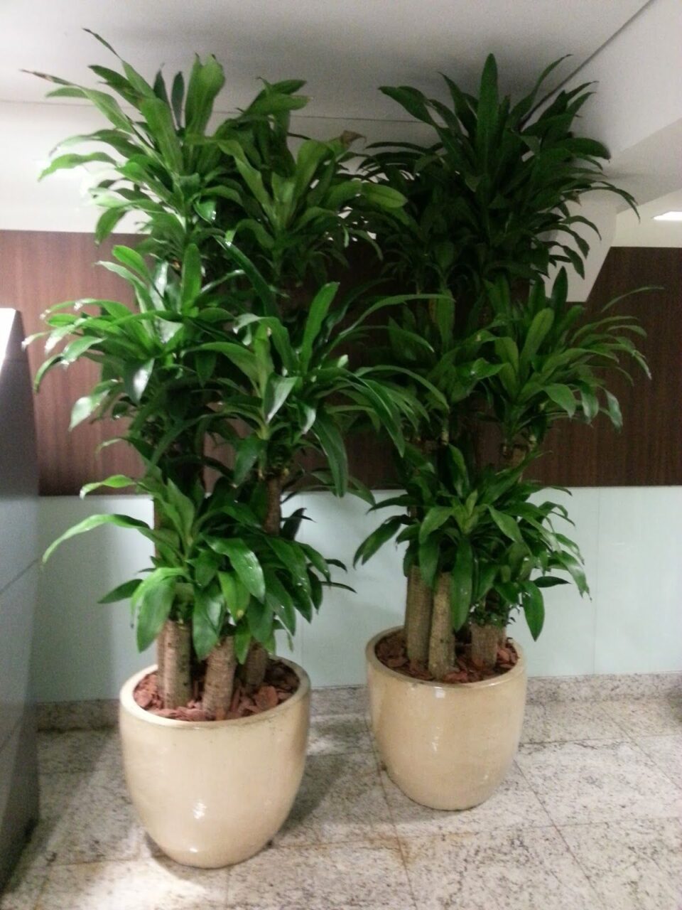 Planta de inteior dracena