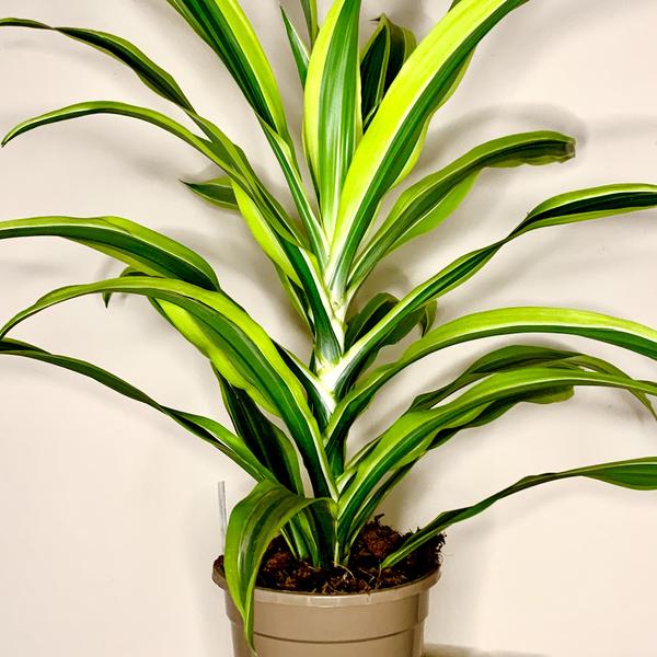 Dracena dracaena deremensis warneckii
