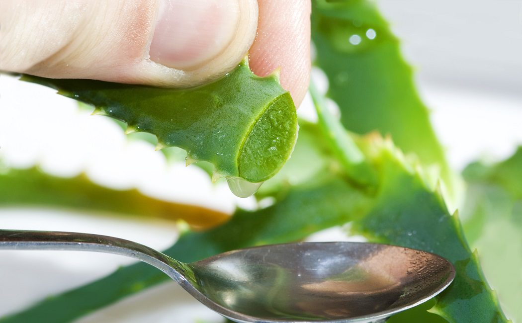 Beber aloe vera adelgaza