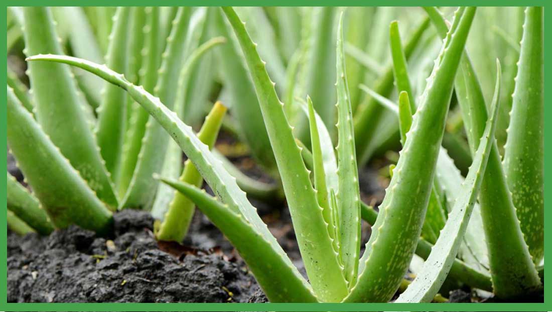 Aloe vera para mejorar la vision