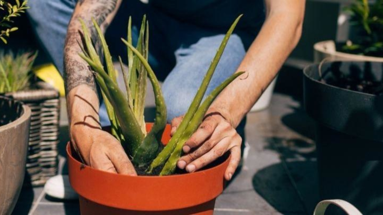Cuidados de la planta aloe vera en maceta