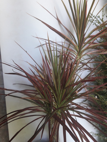 Dracena marginata falta de riego