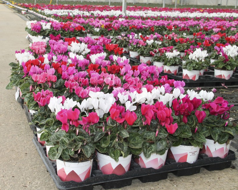 Planta ciclamen precio