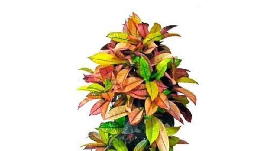 Croton cuidados y riego