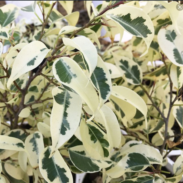 Ficus benjamina comprar online