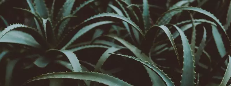 Planta aloe vera para la piel