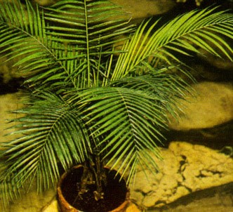 Plantas de interior cocotero
