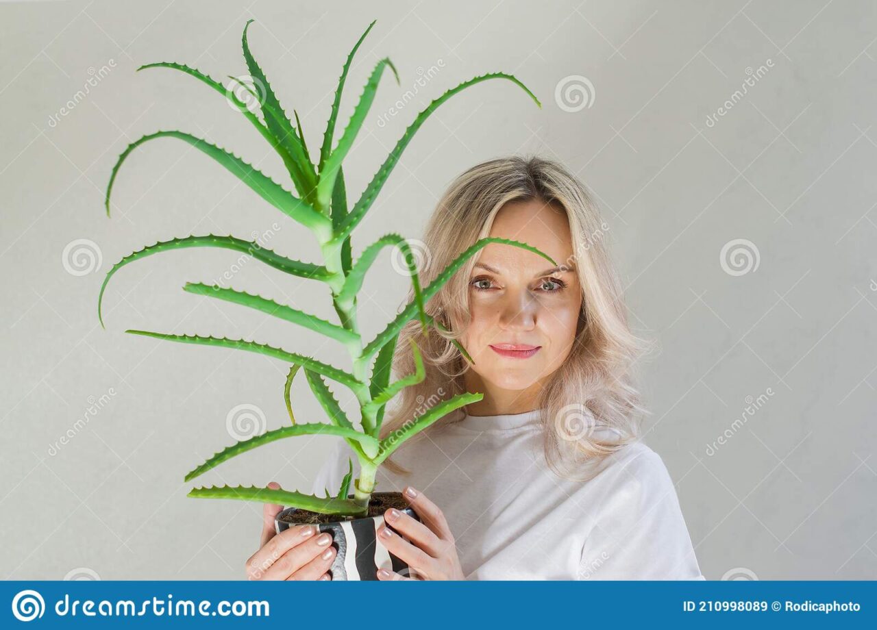 Planta aloe vera en casa