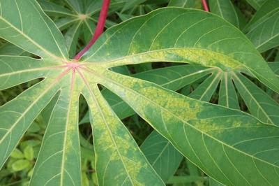 Yuca tuberculo planta