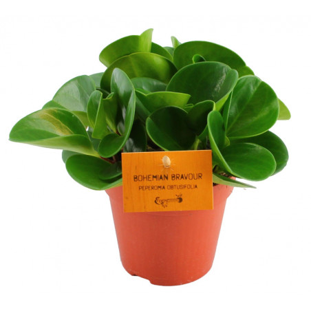 Comprar una peperomia