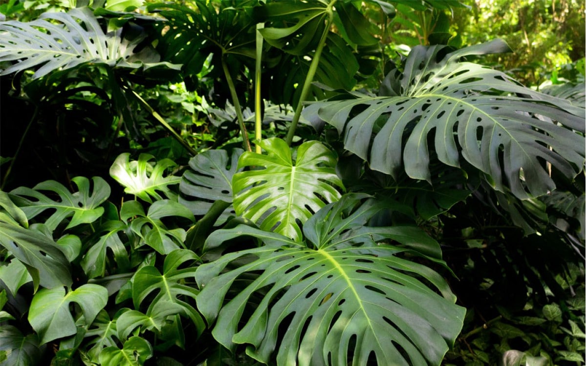 Costilla de adan planta dibujo